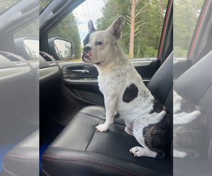 Father of the Faux Frenchbo Bulldog puppies born on 01/08/2026