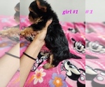 Small Photo #1 Yorkshire Terrier Puppy For Sale in MODESTO, CA, USA