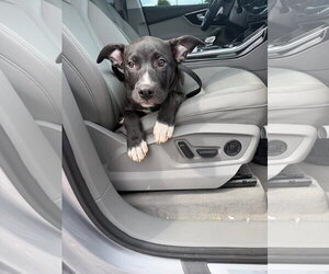 Duke - Male American Staffordshire Terrier-Unknown Mix Dog for Adoption - Photo #16
