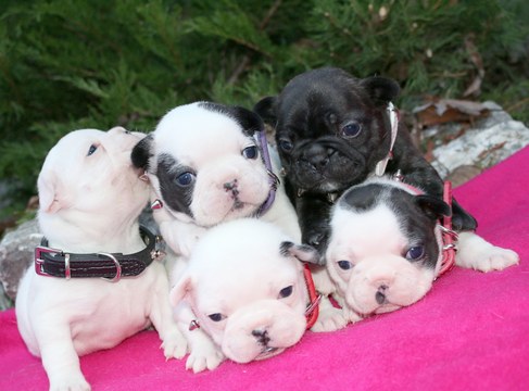 View Ad: French Bulldog Puppy for Sale near Washington, MARYSVILLE, USA ...