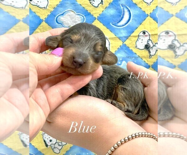 Medium Photo #2 Dachshund Puppy For Sale in WINNSBORO, LA, USA