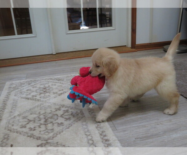 Medium Photo #6 Golden Retriever Puppy For Sale in MECHANICSVILLE, MD, USA