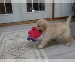 Small #5 Golden Retriever