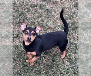 Miniature Pinscher-Unknown Mix Dogs for adoption in Sistersville, WV, USA