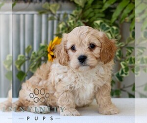 Cavachon Puppy for sale in GORDONVILLE, PA, USA