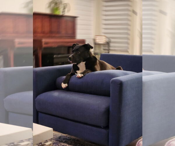 Medium Photo #38 American Staffordshire Terrier-Unknown Mix Puppy For Sale in Rosenberg, TX, USA