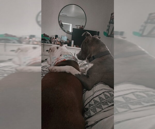 Medium Photo #8 Mutt Puppy For Sale in Cape May, NJ, USA