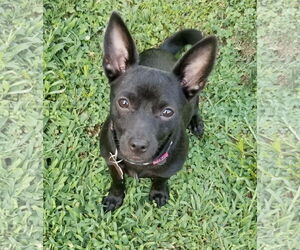 Chihuahua-Unknown Mix Dogs for adoption in Mount Laurel, NJ, USA