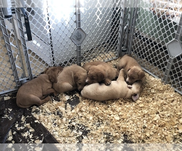 Medium Photo #16 Labrador Retriever Puppy For Sale in CONRATH, WI, USA