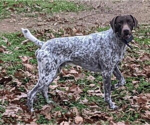 Father of the German Shorthaired Pointer puppies born on 03/19/2024