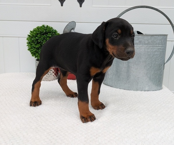 Medium Photo #5 Doberman Pinscher Puppy For Sale in GOSHEN, IN, USA