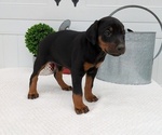 Small Photo #5 Doberman Pinscher Puppy For Sale in GOSHEN, IN, USA