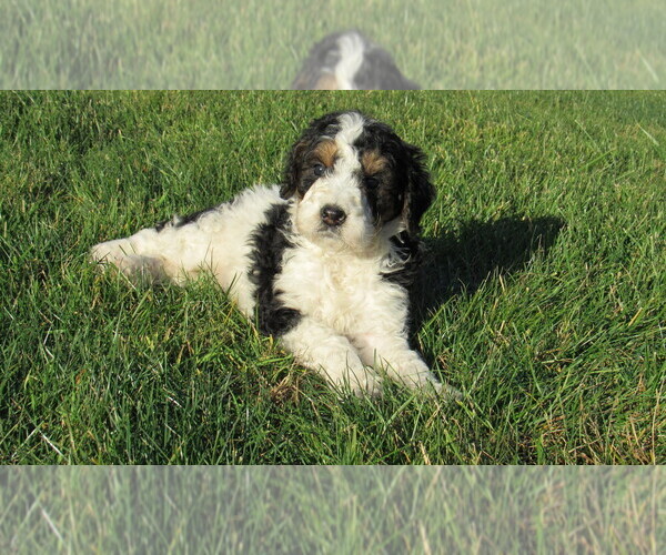 Medium Photo #3 Bernedoodle Puppy For Sale in BIG ROCK, IL, USA