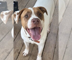 Bulldog-Unknown Mix Dogs for adoption in Wetumpka, AL, USA