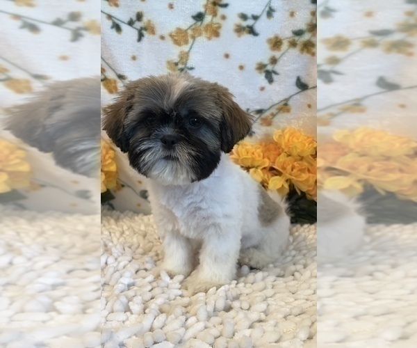 Medium Photo #3 Shih Tzu Puppy For Sale in MARTINSVILLE, IN, USA