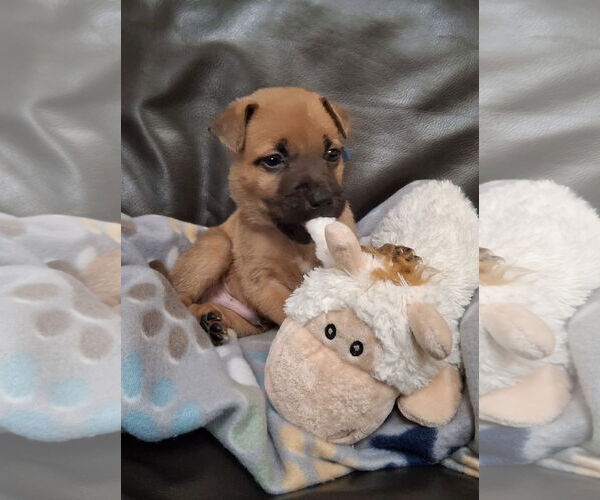 Medium Photo #3 Mutt Puppy For Sale in Euless, TX, USA