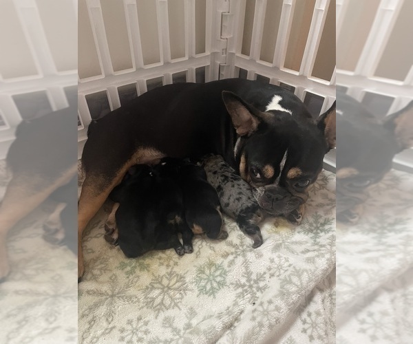 Medium Photo #1 French Bulldog Puppy For Sale in SMITHFIELD, NC, USA