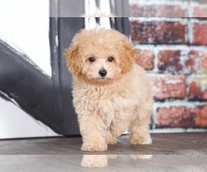 Bichpoo Puppy for sale in BEL AIR, MD, USA