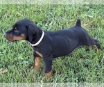 Small #13 Doberman Pinscher