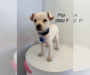 Chihuahua-Unknown Mix Dogs for adoption in Studio City, CA, USA