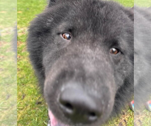 Medium Photo #4 Chow Chow-Unknown Mix Puppy For Sale in Muskegon, MI, USA