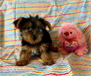 Yorkshire Terrier Puppy for sale in AMSTERDAM, MO, USA