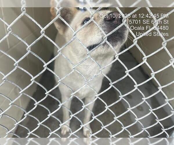 Medium Photo #1 Siberian Husky-Unknown Mix Puppy For Sale in Ocala, FL, USA