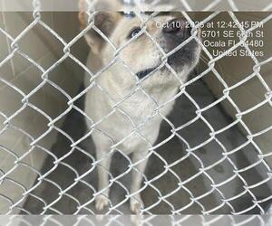 Huskies -Labrador Retriever Mix Dogs for adoption in Ocala, FL, USA