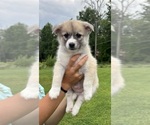 Puppy B2 Pomsky