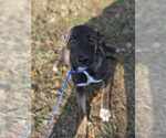 Small #30 Mutt