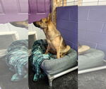 Small #25 German Shepherd Dog