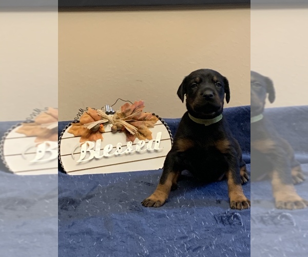 Medium Photo #10 Doberman Pinscher Puppy For Sale in PARADISE, TX, USA