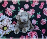 Small Photo #6 Labrador Retriever Puppy For Sale in NEW HOLLAND, PA, USA