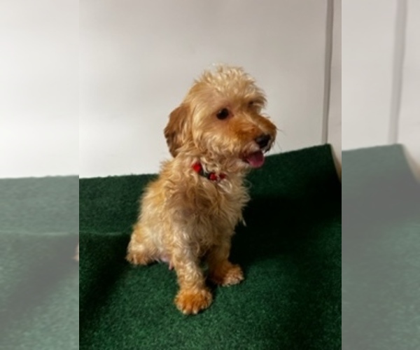 Medium Photo #1 Snorkie Puppy For Sale in COARSEGOLD, CA, USA