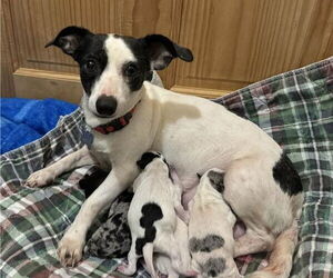 Dora - Female Chihuahua-Unknown Mix Dog for Adoption - Photo #2