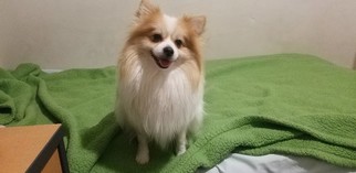Mother of the Pomeranian puppies born on 09/05/2018