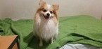 Small Photo #1 Pomeranian Puppy For Sale in TACOMA, WA, USA