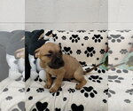 Small #2 Mutt