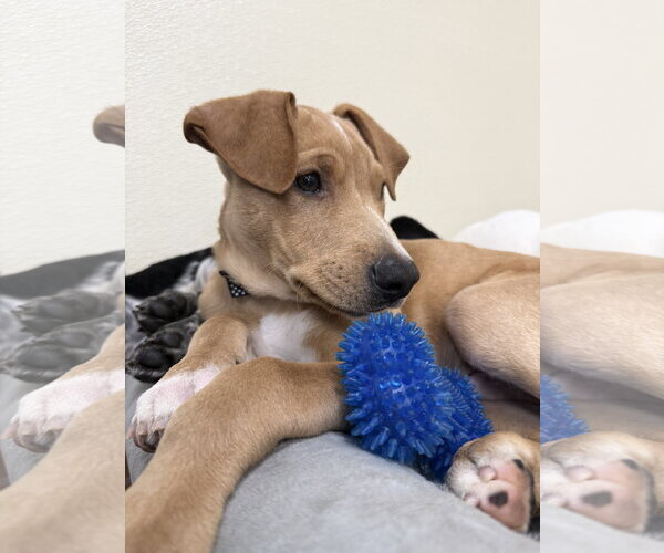 Medium Photo #2 Labrador Retriever-Unknown Mix Puppy For Sale in Jefferson, NJ, USA
