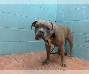 American Pit Bull Terrier Dogs for adoption in Downey, CA, USA