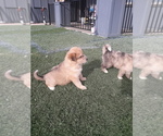 Small Photo #18 German Shepherd Dog-Jindo Dog Mix Puppy For Sale in PRESCOTT, AZ, USA