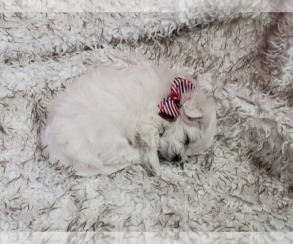 Medium Photo #4 Maltese Puppy For Sale in CHESAPEAKE, VA, USA