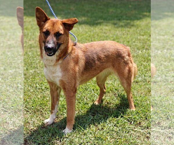 Medium Photo #10 Mutt Puppy For Sale in Talladega, AL, USA