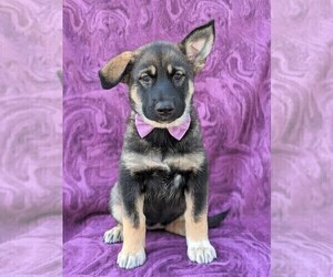 Alaskan Malamute-German Shepherd Dog Mix Puppy for sale in KIRKWOOD, PA, USA