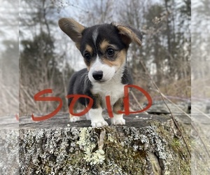 Pembroke Welsh Corgi Puppy for sale in PERKINSVILLE, VT, USA