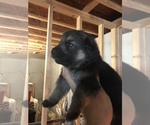 Small Photo #18 German Shepherd Dog Puppy For Sale in GRAHAM, MO, USA