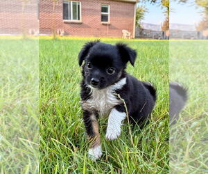 Chihuahua-Unknown Mix Dogs for adoption in Salt Lake City, UT, USA