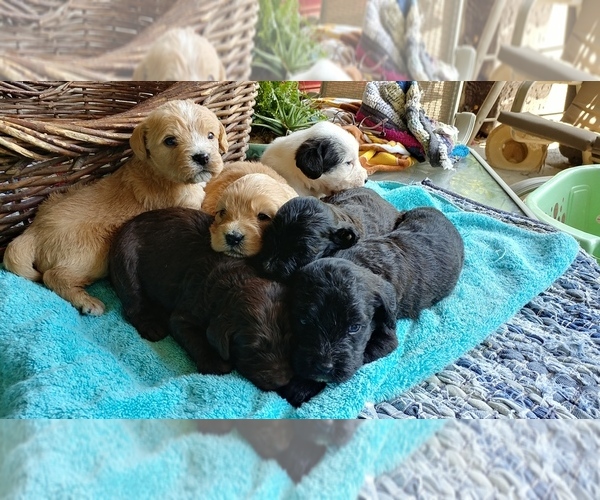 Medium Photo #1 Labradoodle Puppy For Sale in FRESNO, CA, USA