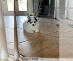 Small Photo #8 Pomsky Puppy For Sale in MCMINNVILLE, OR, USA