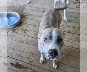 Smokie (Courtesy Listing) - Male Mutt Dog for Adoption - Photo #4